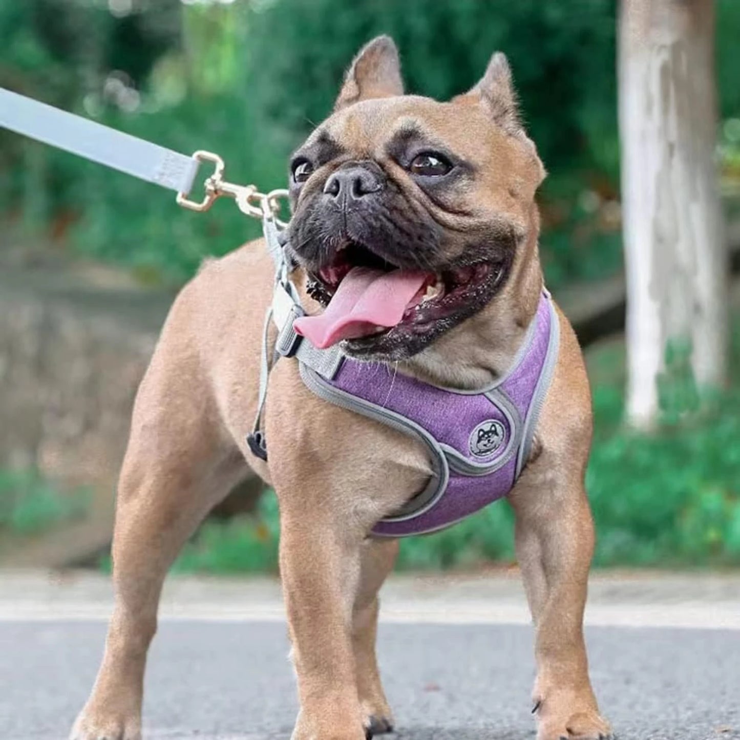 Un accesorio para mascotas mejorará la experiencia al aire libre de tu mascota como nunca antes. Elige un arnés ajustable, moderno y de alta calidad.