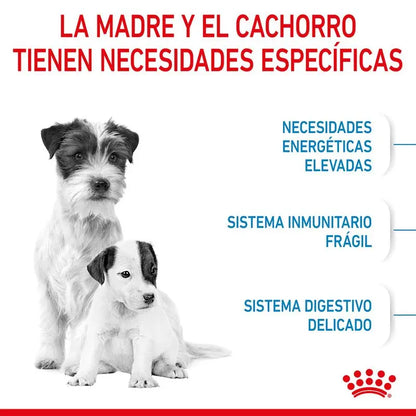 Alimento para cachorros Royal Canin Mini Starter tamaño pequeño 1 kg