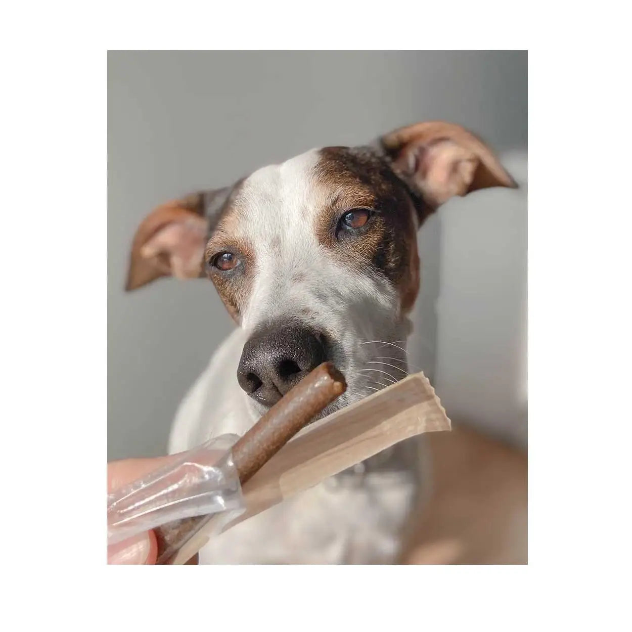 Snacks para perros Barrita de salmón y atún del Mediterráneo de 8 pulgadas Display. 150 grs