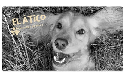 Comedero elevado para mascotas Attic PETS con bebedero antisalpicaduras. Comedero extraíble antivoracidad.