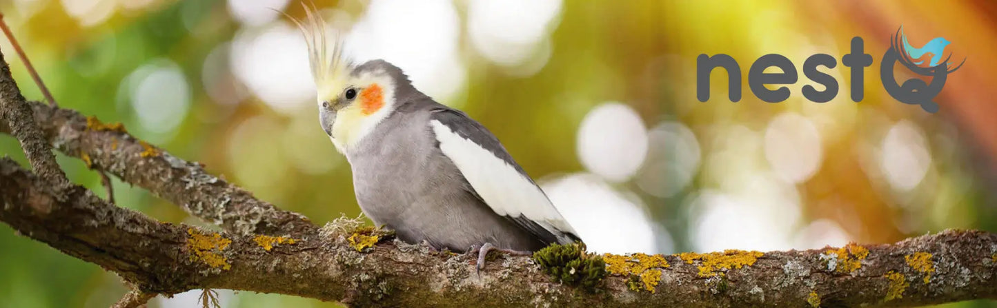 Nestq Nest for Nymphs 30 cm X 20 cm X 20 cm - Wooden Breeding House with Chip - Nest Size S Nymphs, Carolinas, Cockatoos, Pyrrhuras - Wooden House for Birds - Vertical Wooden Nest