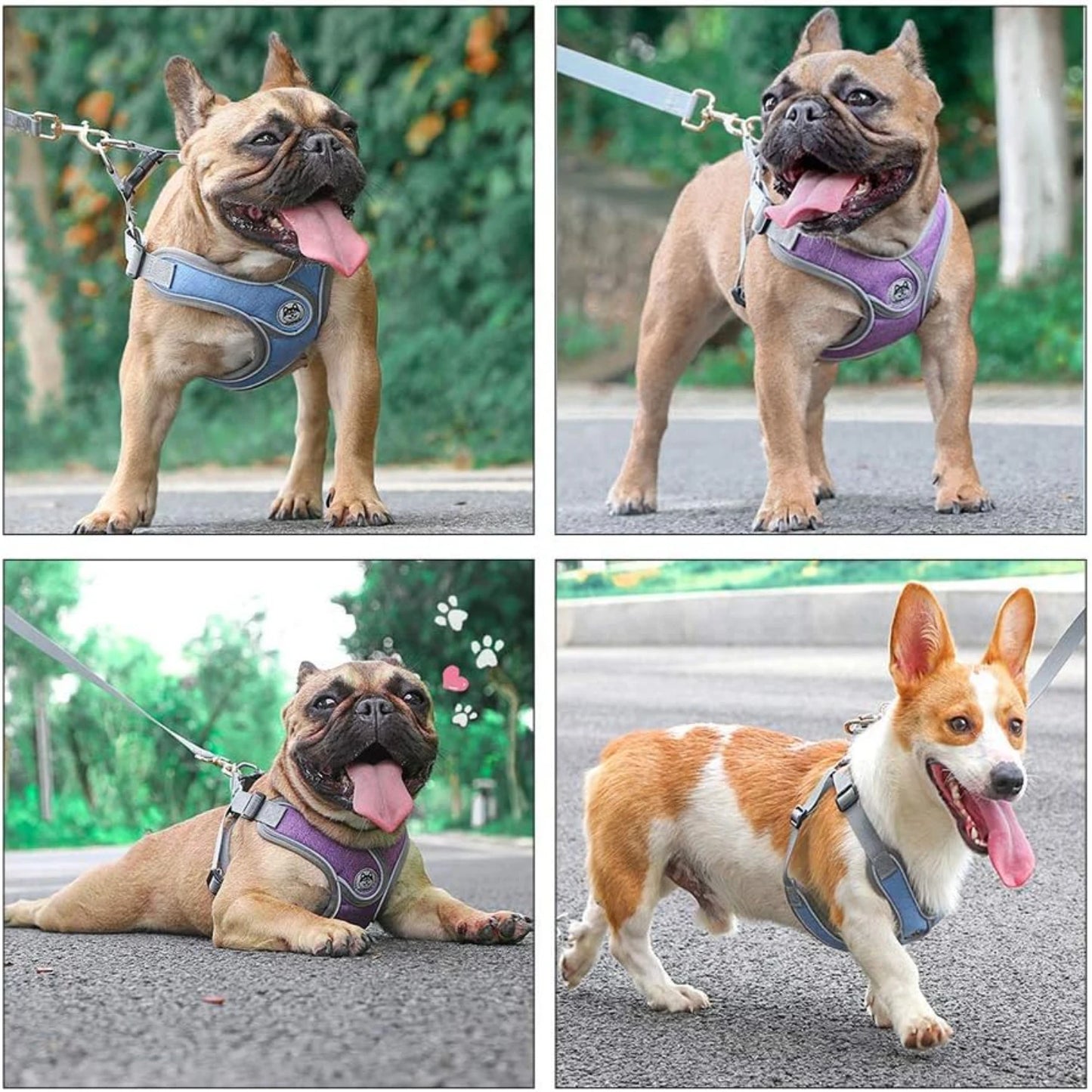 Un accesorio para mascotas mejorará la experiencia al aire libre de tu mascota como nunca antes. Elige un arnés ajustable, moderno y de alta calidad.