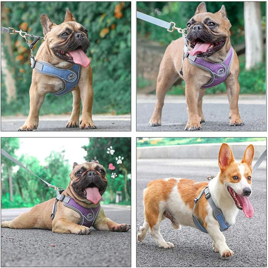 Un accesorio para mascotas mejorará la experiencia al aire libre de tu mascota como nunca antes. Elige un arnés ajustable, moderno y de alta calidad.