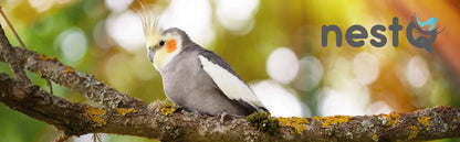 NestQ nest for nymphs 30 cm x 21,5 cm x 20,5 cm-wooden breeding house with chip-nest size S nymphs, Carolines, cockatoos, pyrrhuras-wooden house for birds-Vertical wooden nest