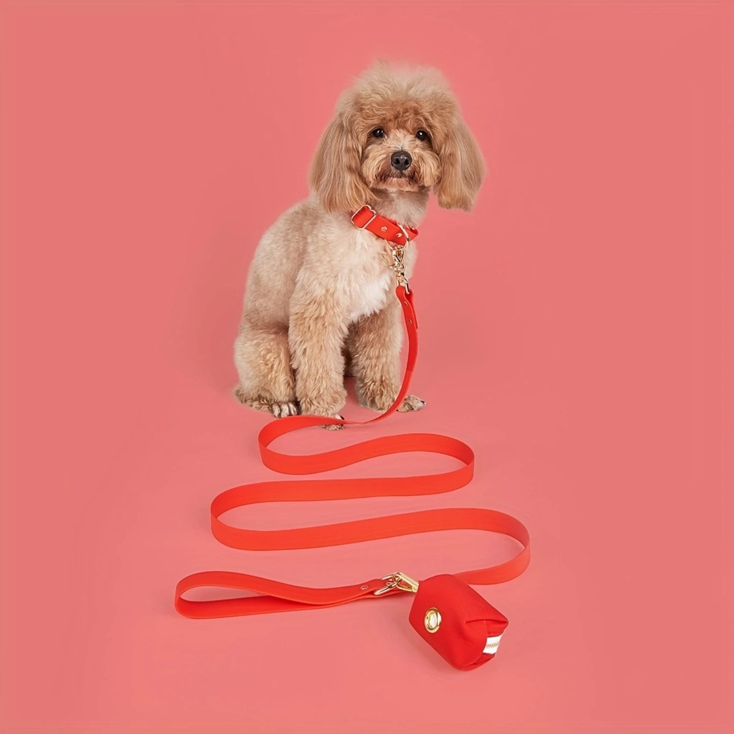 Correa y collar impermeables para perros - Envoltura de PVC, ajustable, fácil de limpiar - Perros pequeños, medianos y grandes